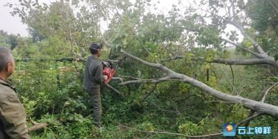 格格助力  钟祥市冷水镇铁路沿线14颗“危树”被清除