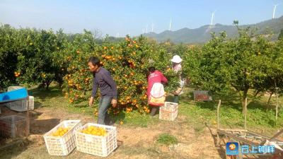 钟祥市张集镇：网格员帮助空巢老人采售柑橘