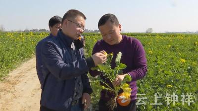 敲黑板划重点！农业专家提醒，春耕生产防病防寒是关键
