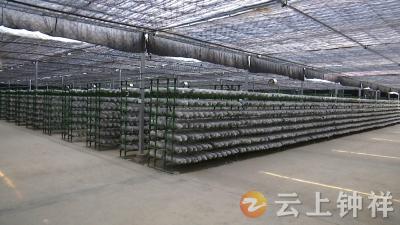 【新气象·开门红】钟祥：发展精深加工 做大香菇产业