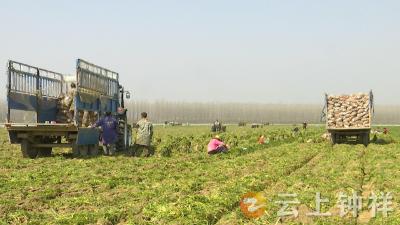 柴湖：胡萝卜种出致富新产业