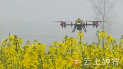 钟祥：无人机飞防为“两夏作物”丰收保驾护航