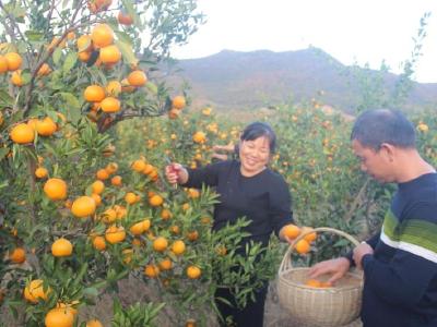 人勤春好“橘富村”——钟祥市张集镇徐家湾村产权改革助推乡村振兴