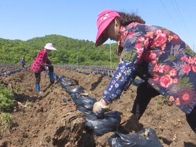 钟祥市客店镇：“四招”激活产业路   乡村振兴有奔头