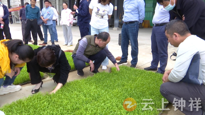 推广！水稻基质育秧新技术