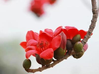 春花已尽，时光荏苒 