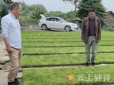 东桥：学党史 践行动 农技服务到田头