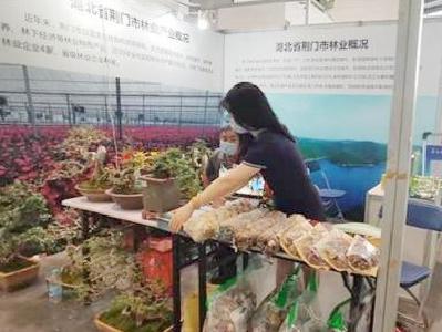 钟祥“花茶菇”从中国（西安）国际林博会捧回3个金奖！