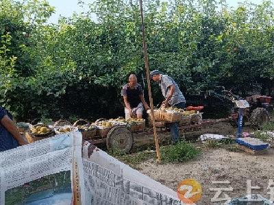 旧口“格格”帮贫困户卖梨  网上“吆喝”卖出3000斤
