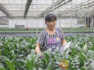 农青园艺：疫散花香销售俏