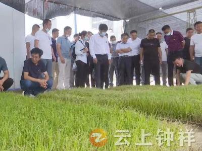 钟祥：发展绿色种养循环农业 推动乡村生产生活绿色转型