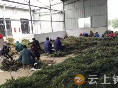 湖北祥瑞丰公司：发展红豆杉产业 带动村民增收