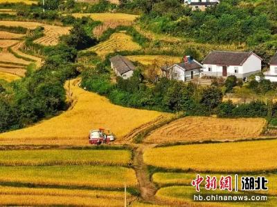 湖北钟祥：丰收时节秋收忙