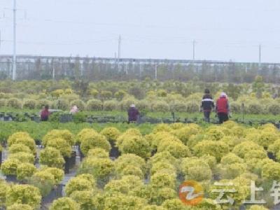 柴湖紫凝盛景植物花园：花卉争艳 销售倍增