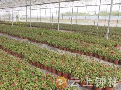 柴湖紫凝盛景植物花园：花卉争艳 销售倍增