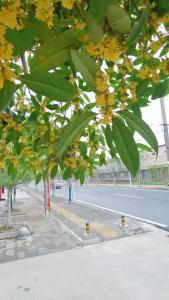 用花草扮靓钟祥，让城市更宜居