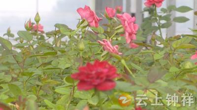 钟祥柴湖紫凝盛景植物花园：花卉争艳 销售倍增