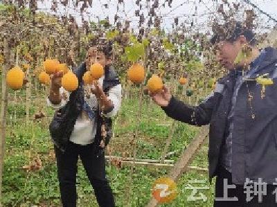 丰收啦！钟祥这里的村民收获金灿灿瓜蒌笑开颜……