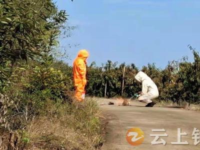 张集镇农户频受蜂困扰  钟祥市消防人员“火烧”葫芦蜂”