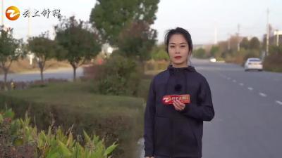 《橙子说事儿》“加拿大一枝黄花”入侵钟祥，来看看它到底长啥样！