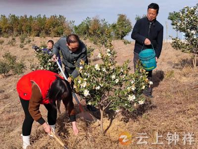 油茶花开了，钟祥市张集镇竹林岗村油茶成致富产业，村民乐开怀