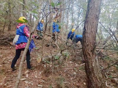 为了青山常青 张集镇竹林岗村全力清剿松线虫