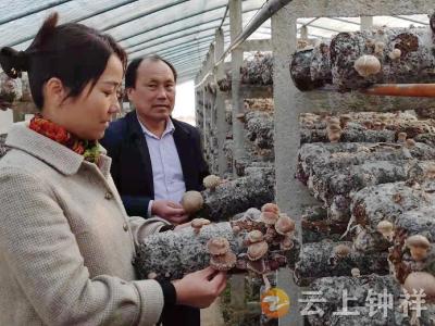 “菌中之皇”羊肚菌在钟祥市张集镇规模化人工栽培，将为菌农持续增收