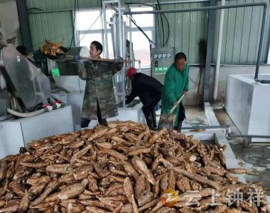 “葛”领风骚，湖北仙之灵公司大兴葛产业助力乡村振兴