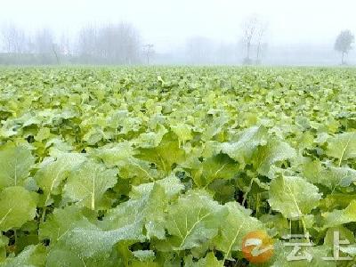 当前农业生产关键——做好油菜抗旱及田管