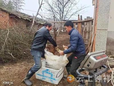 网格员出手 滞销羊卖了！