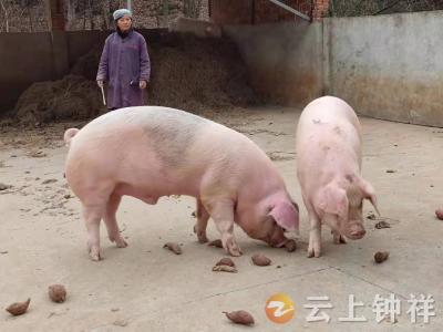 散养山猪俏四方  钟祥市洋梓镇虎峪农庄的跑山猪好吃好销