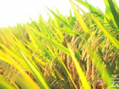 真香！钟祥稻米荣获首届全国有机稻米争霸赛三项金奖！