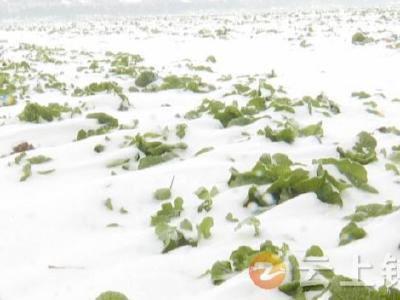 瑞雪何以兆丰年？农业专家这样说