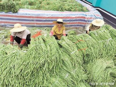 三农观察｜老树何以发新芽？——钟祥旧口豇豆产业扶贫带来的思考