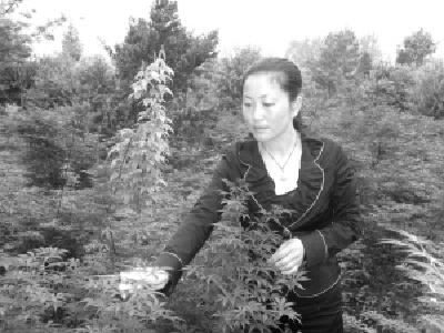 靠科技放飞梦想 ——访“中国杰出农民”、钟祥花卉苗木经营大户冯晓燕