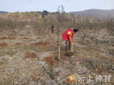 冷水镇松柏村：花椒基地农事忙