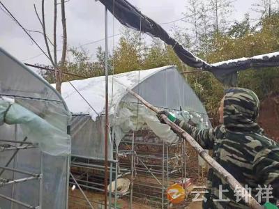 以雪为令，钟祥市张集镇刘畈村干群齐心除冰雪保香菇菌袋