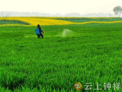 湖北钟祥：小麦田间春管忙