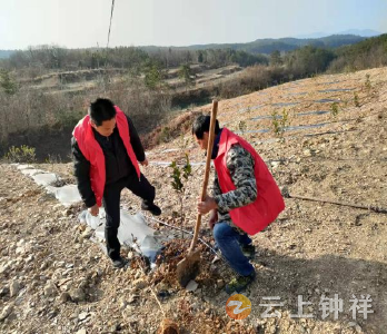 张集镇卓河村：管护好油茶，结出“金疙瘩” 
