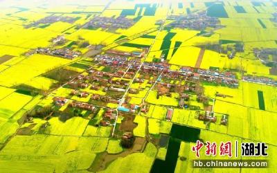 湖北钟祥：以花为媒助乡村振兴