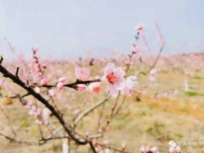 钟祥（洋梓）第一届乡悦肖山桃花节——桃花盛开，待君而来！！