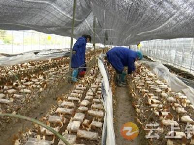 段宇豪：新农人种出“致富菌”