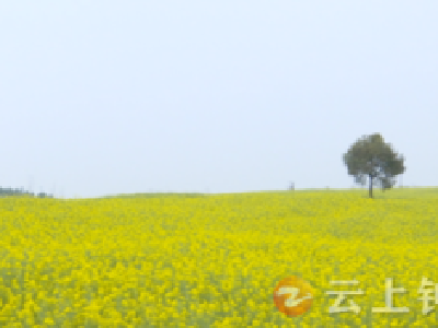 钟祥多部门联合踏勘推介“最美油菜花海”