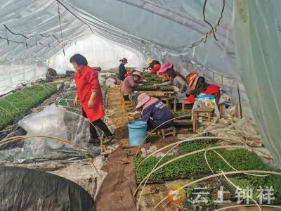 党建引领合作社 铺开致富新路子