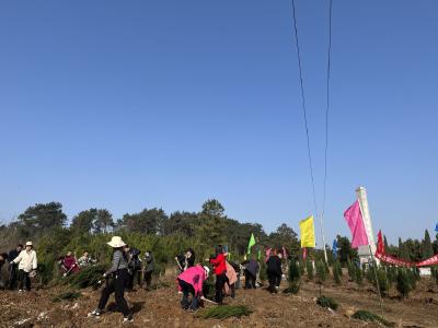 冷水镇：植树增绿 冷水在行动