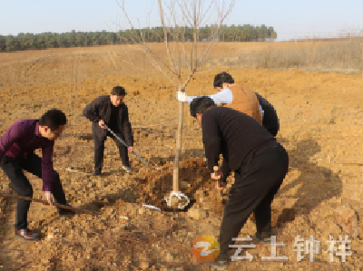 长滩镇:开展义务植树活动  助力美丽乡村建设