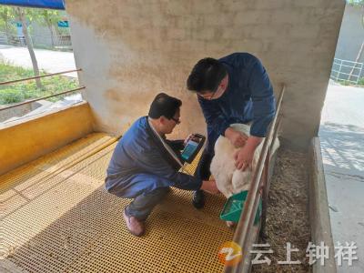 出栏肉羊8000只，钟祥市正禾农牧有限公司“喜羊羊”