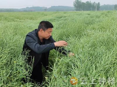 农田托管12000亩，钟祥市洋梓镇农技干部助农粮油稳产增收