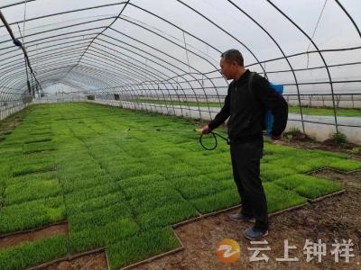 机械育秧10万盘，钟祥市新农合水稻种植合作社集中育秧效率提高30倍