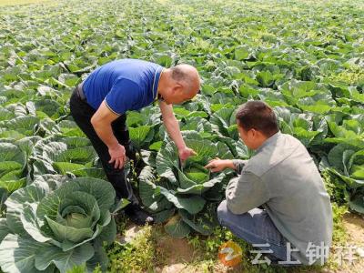 新型农业生产联合体，让钟祥市洋梓镇安柏蔬菜种植专业合作社和村民共同致富